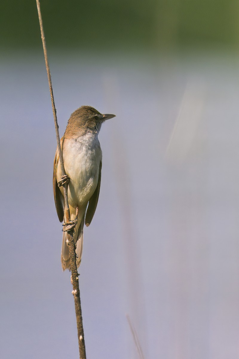 Great Reed Warbler - ML620499112