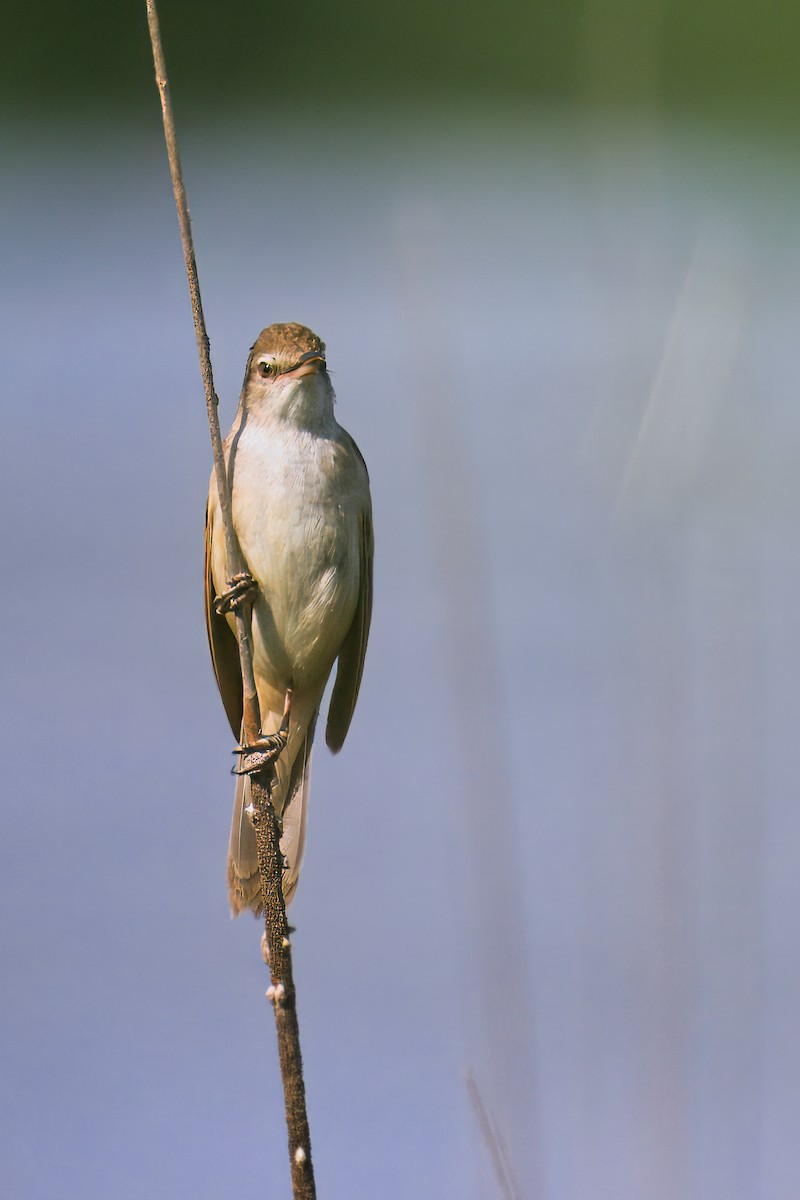 Great Reed Warbler - ML620499113