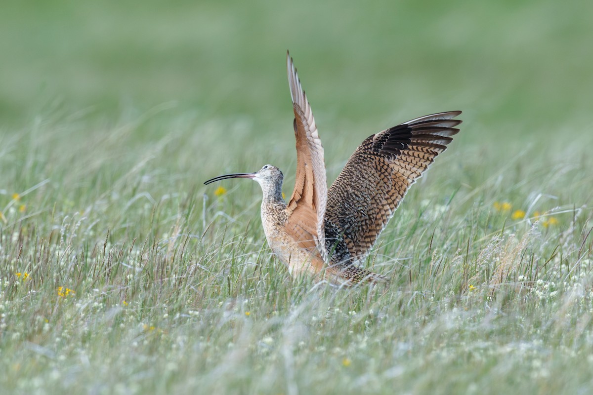 Long-billed Curlew - ML620499114