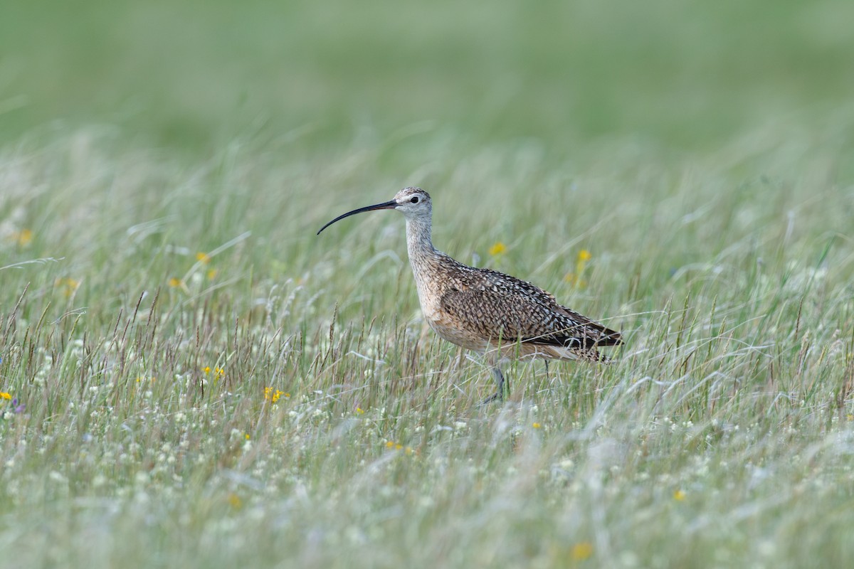 Long-billed Curlew - ML620499115