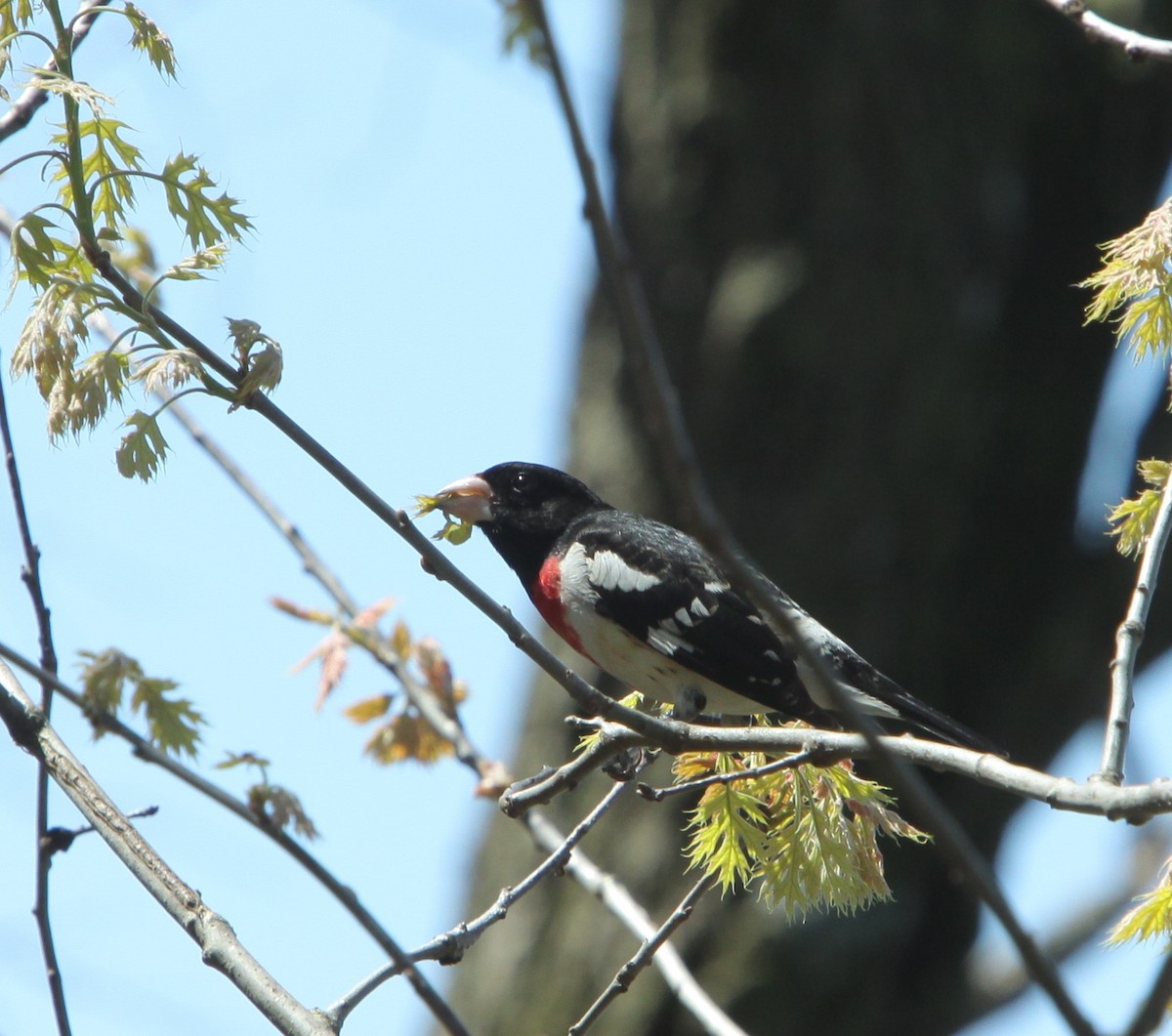 Rose-breasted Grosbeak - ron delia