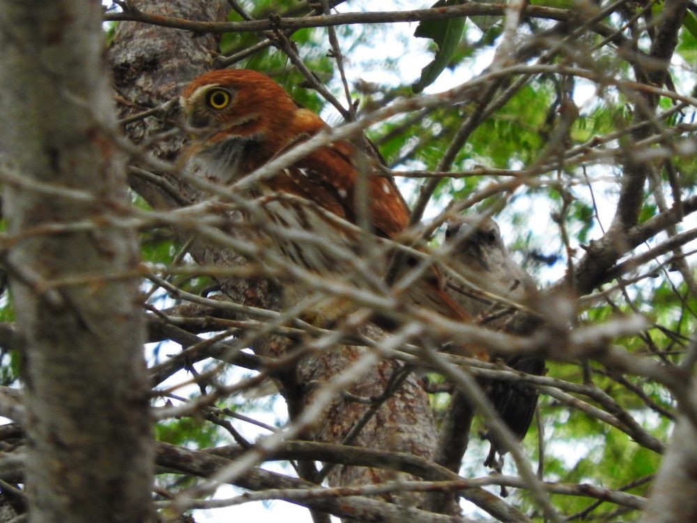 Ferruginous Pygmy-Owl - ML620499125