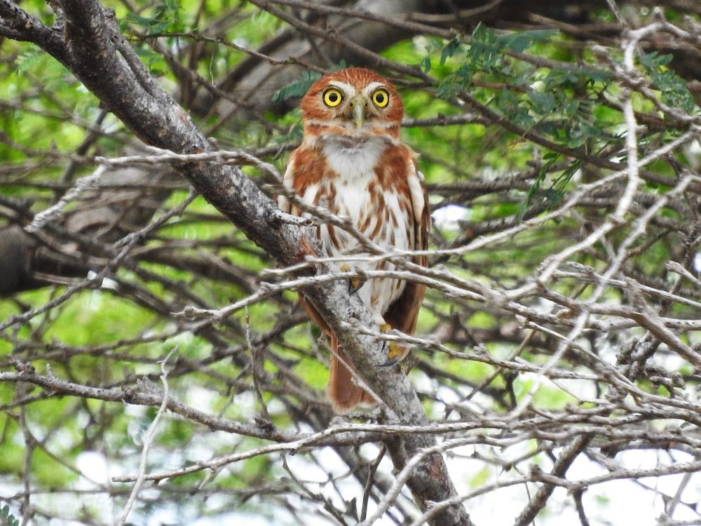 Ferruginous Pygmy-Owl - ML620499126