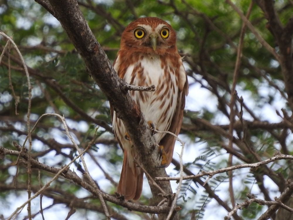 Ferruginous Pygmy-Owl - ML620499128