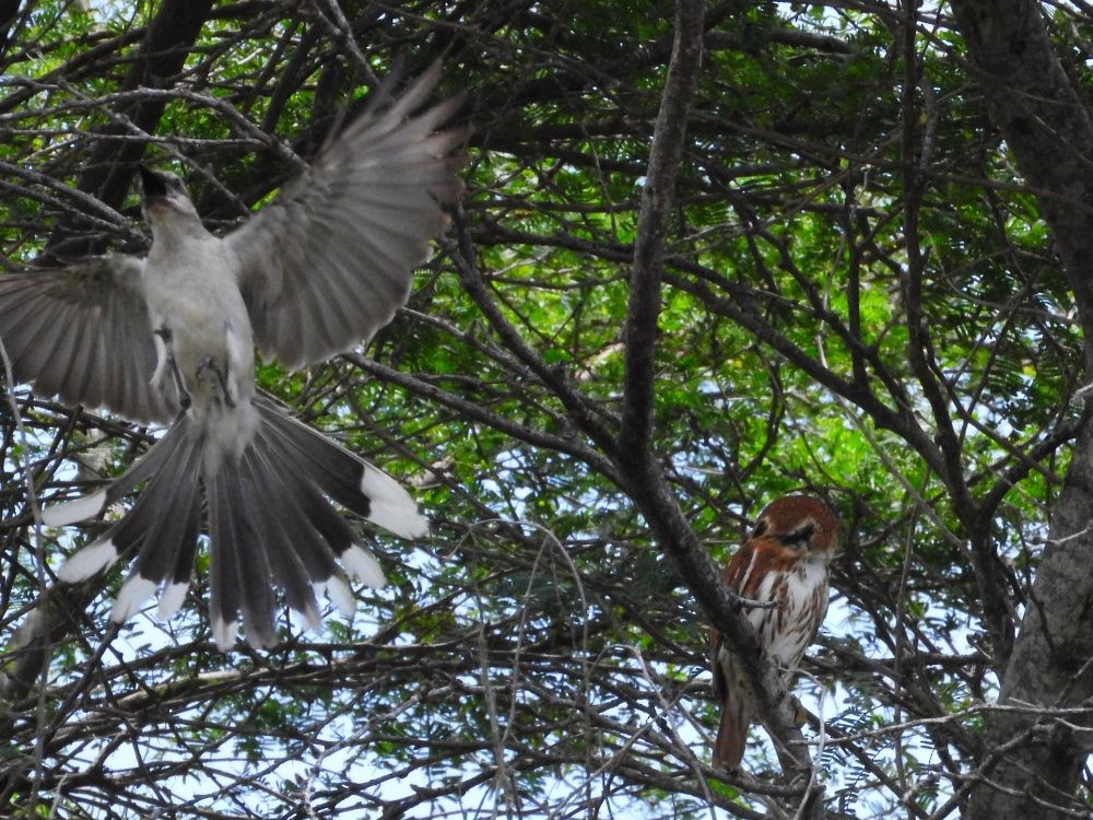 Ferruginous Pygmy-Owl - ML620499129