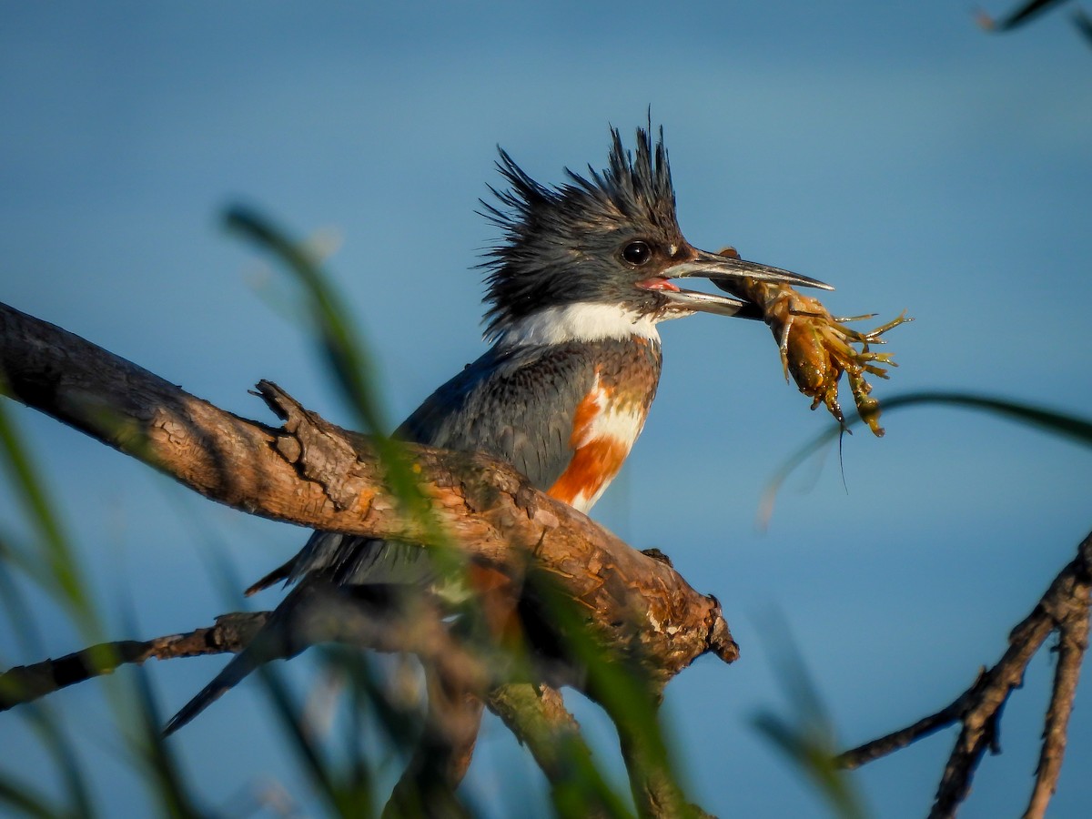 Belted Kingfisher - ML620499133