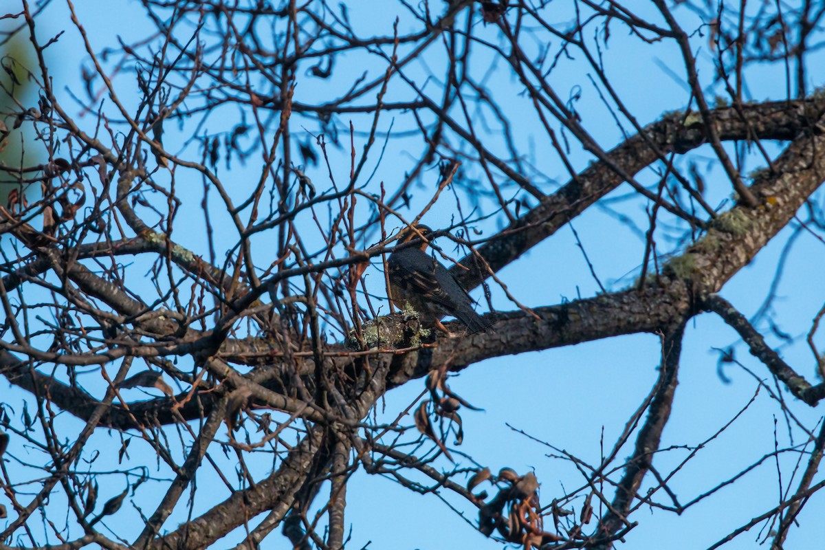 Varied Thrush - ML620499141