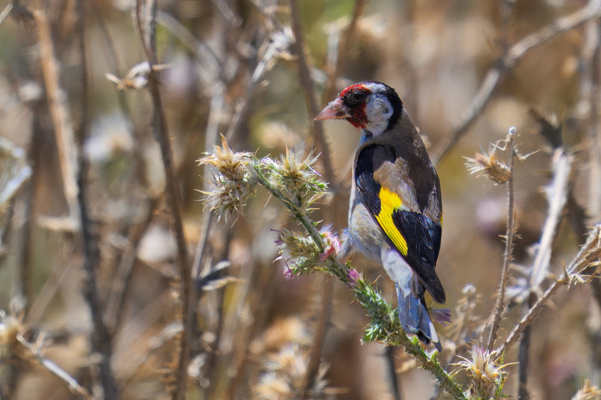 European Goldfinch - ML620499147