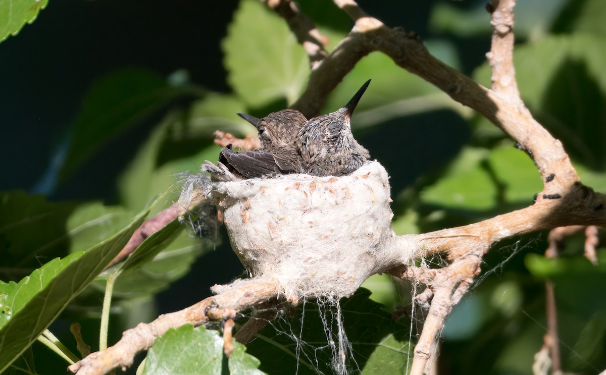 Black-chinned Hummingbird - ML620499150