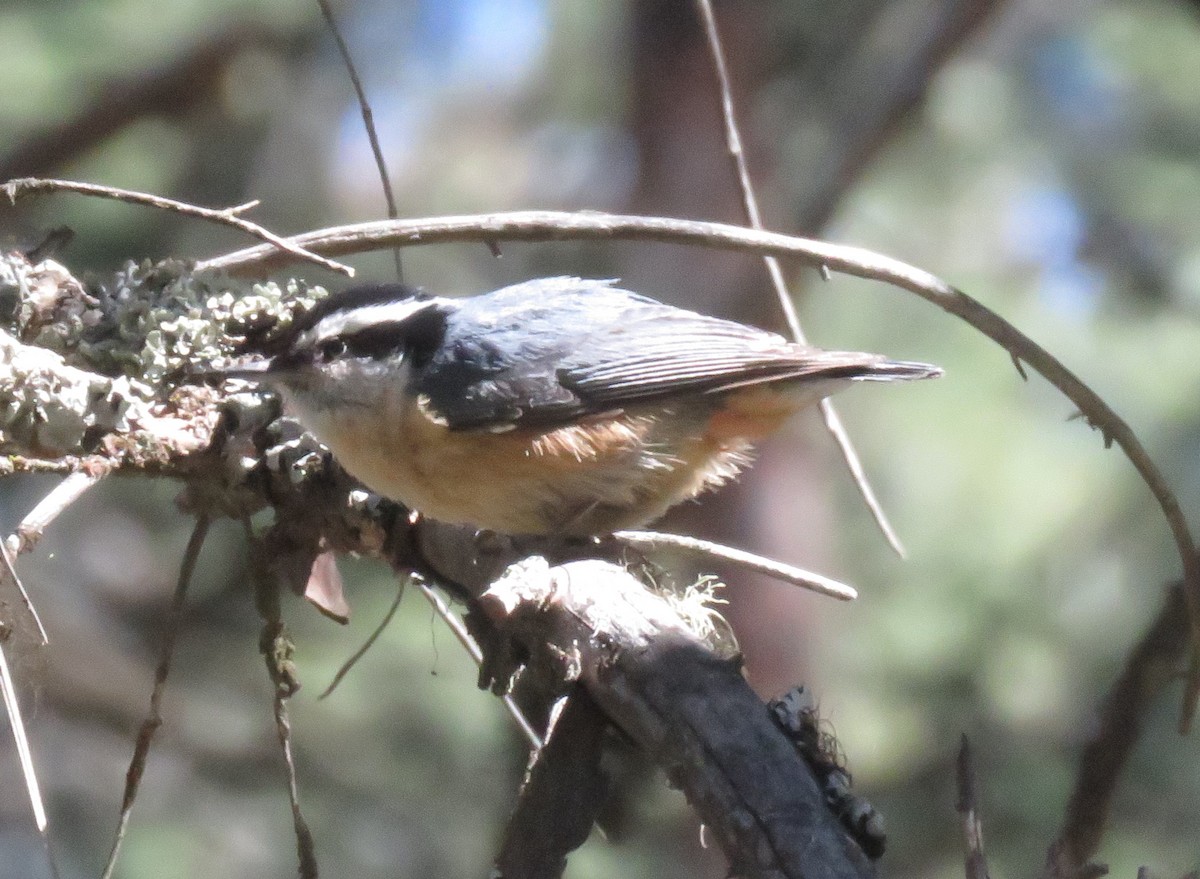 Red-breasted Nuthatch - ML620499154