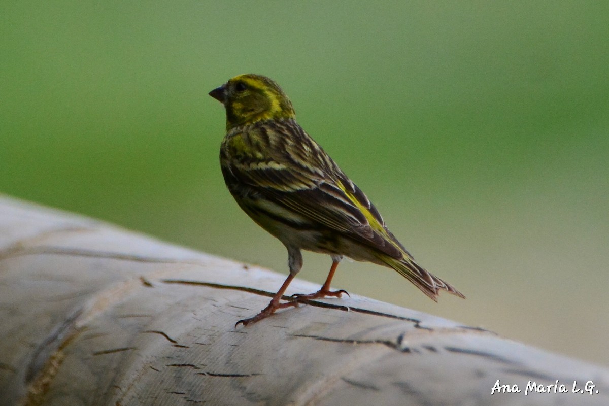 European Serin - ML620499155