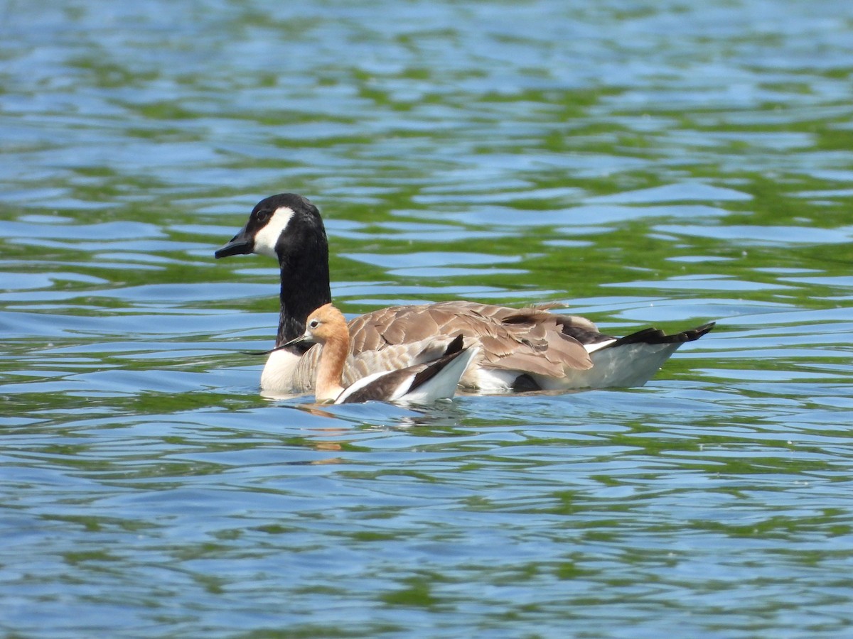 American Avocet - ML620499158