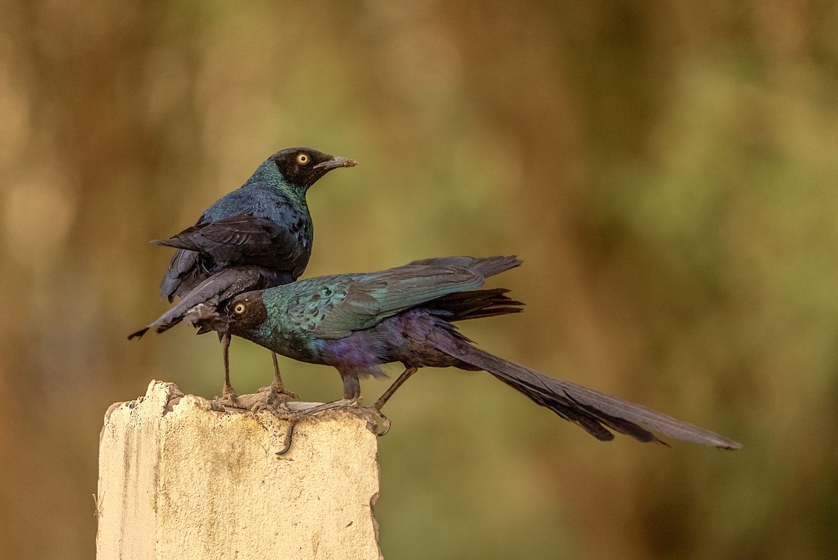 Long-tailed Glossy Starling - ML620499159