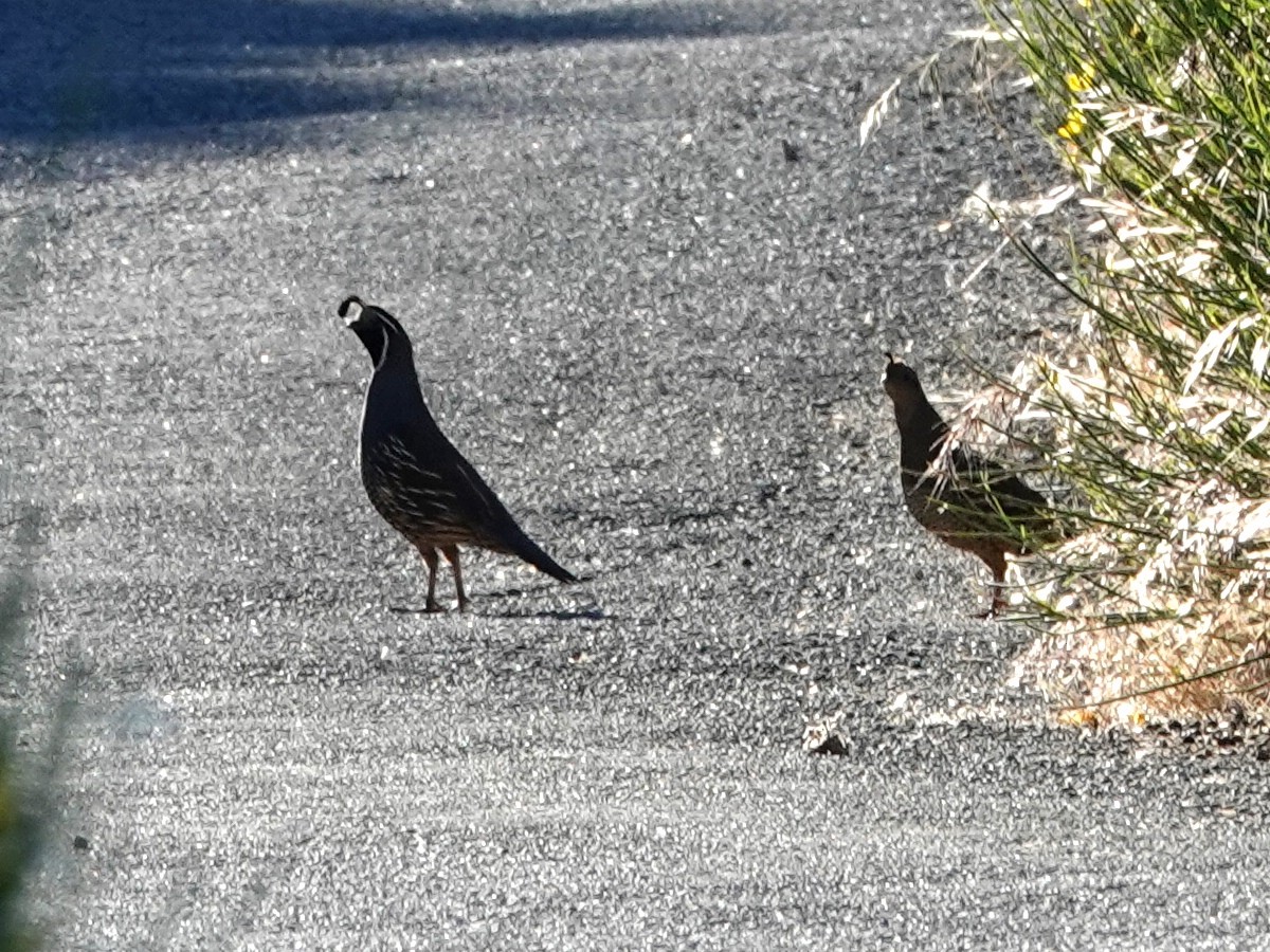 California Quail - ML620499164