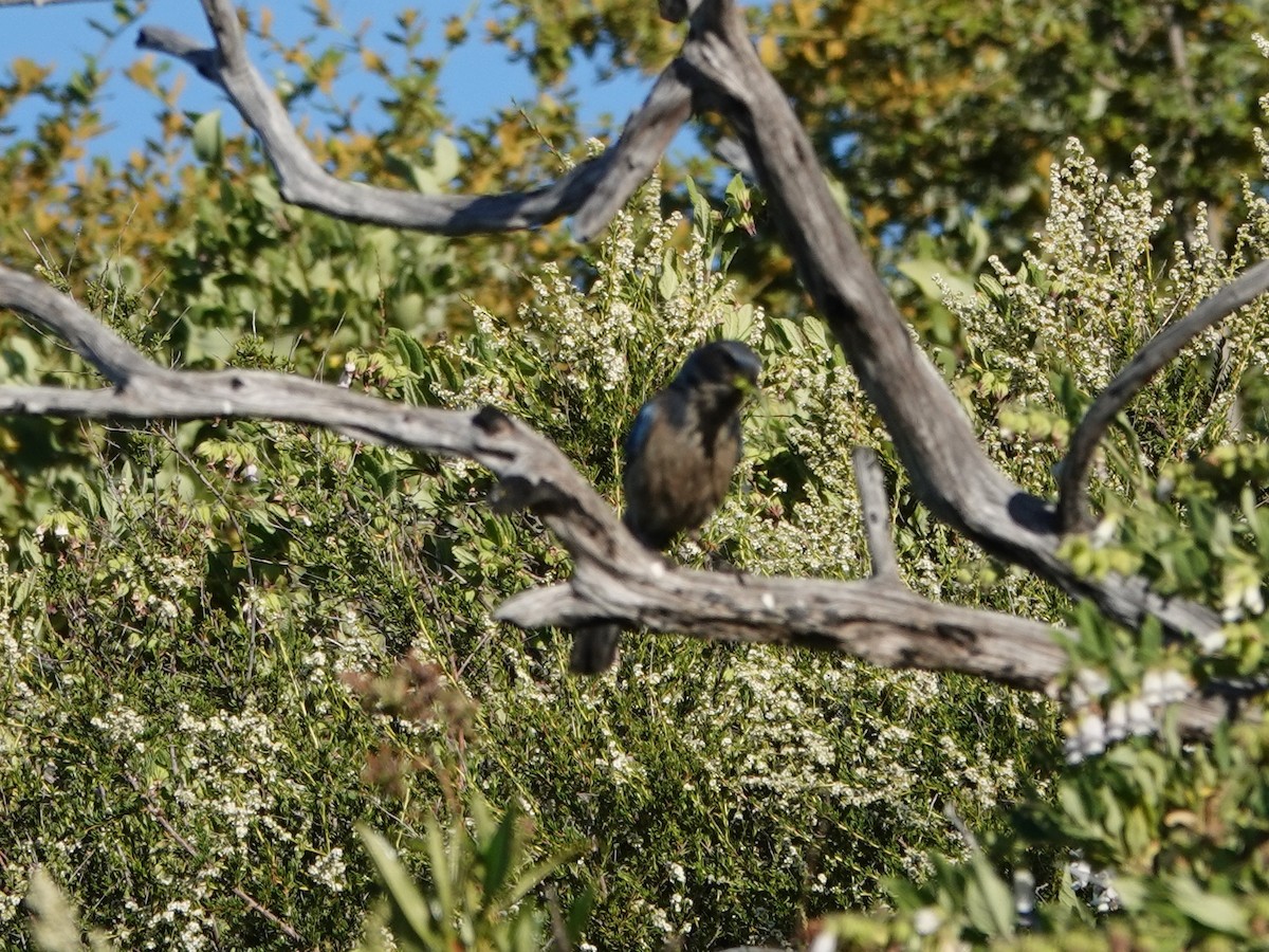 California Scrub-Jay - ML620499170