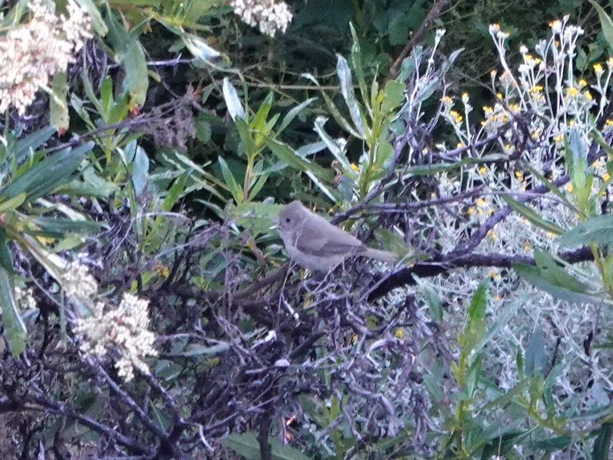 Oak Titmouse - ML620499175