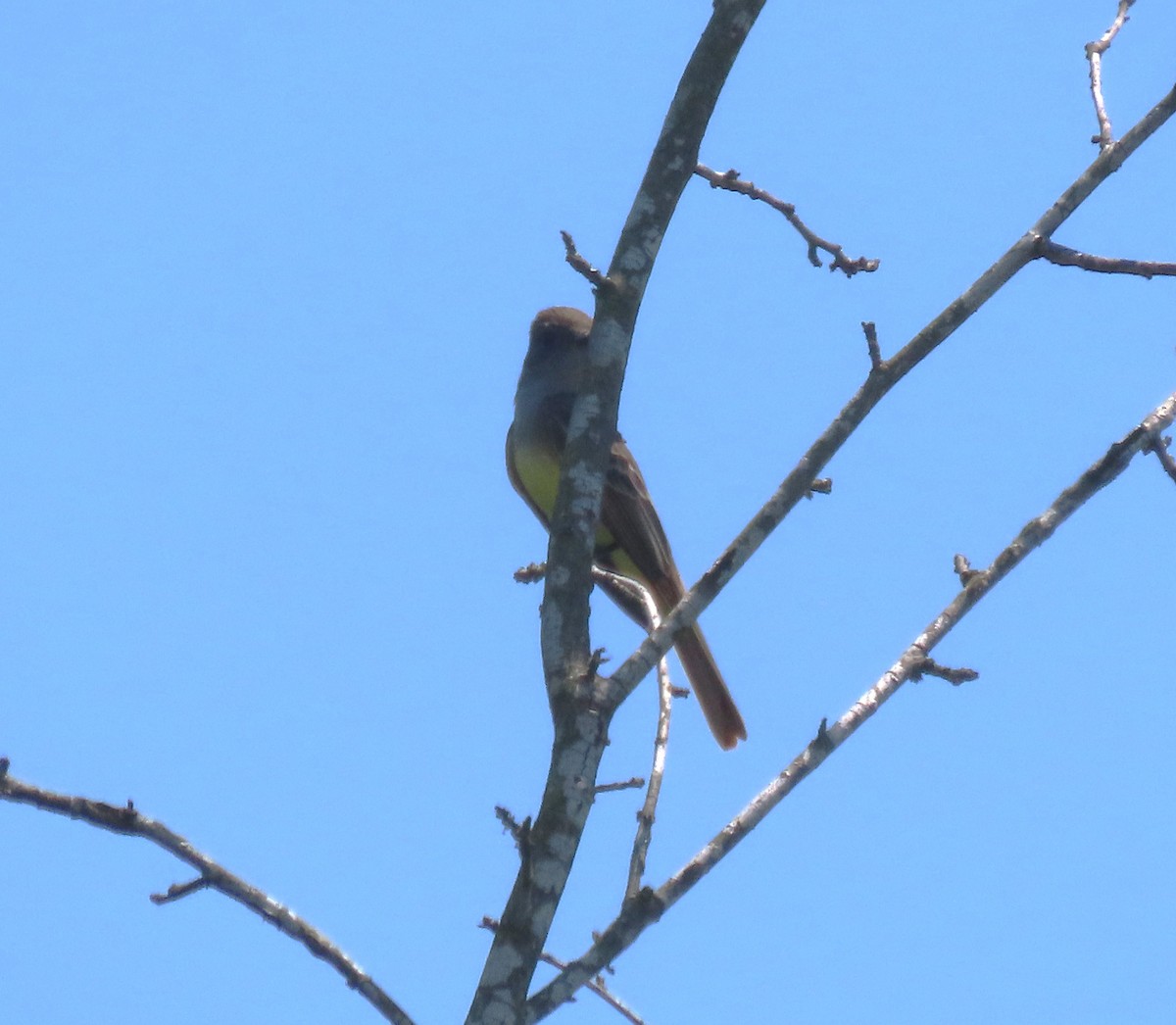 Great Crested Flycatcher - Linda Vitchock