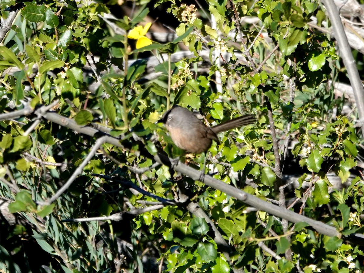 Wrentit - Norman Uyeda