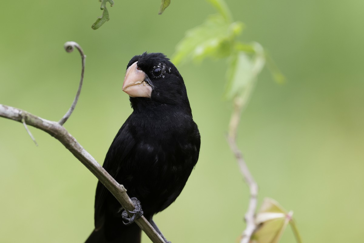 Nicaraguan Seed-Finch - Richard Dunn