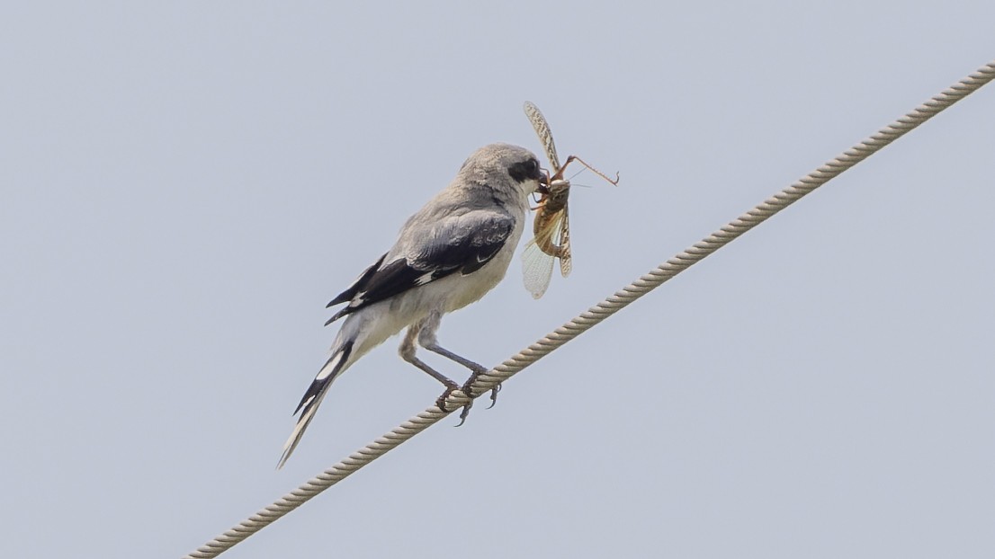 Loggerhead Shrike - ML620499189