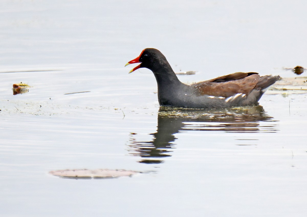 Common Gallinule - ML620499194