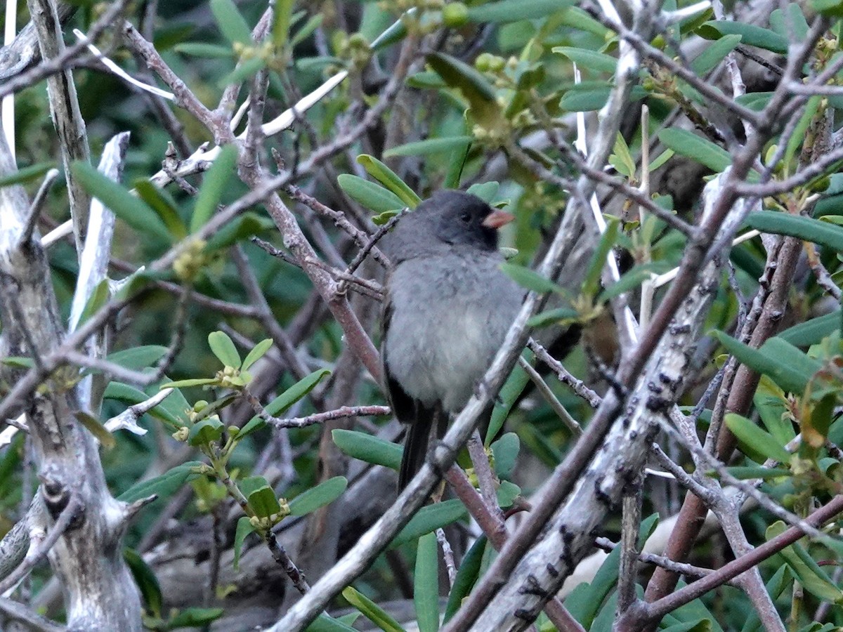 Black-chinned Sparrow - ML620499195