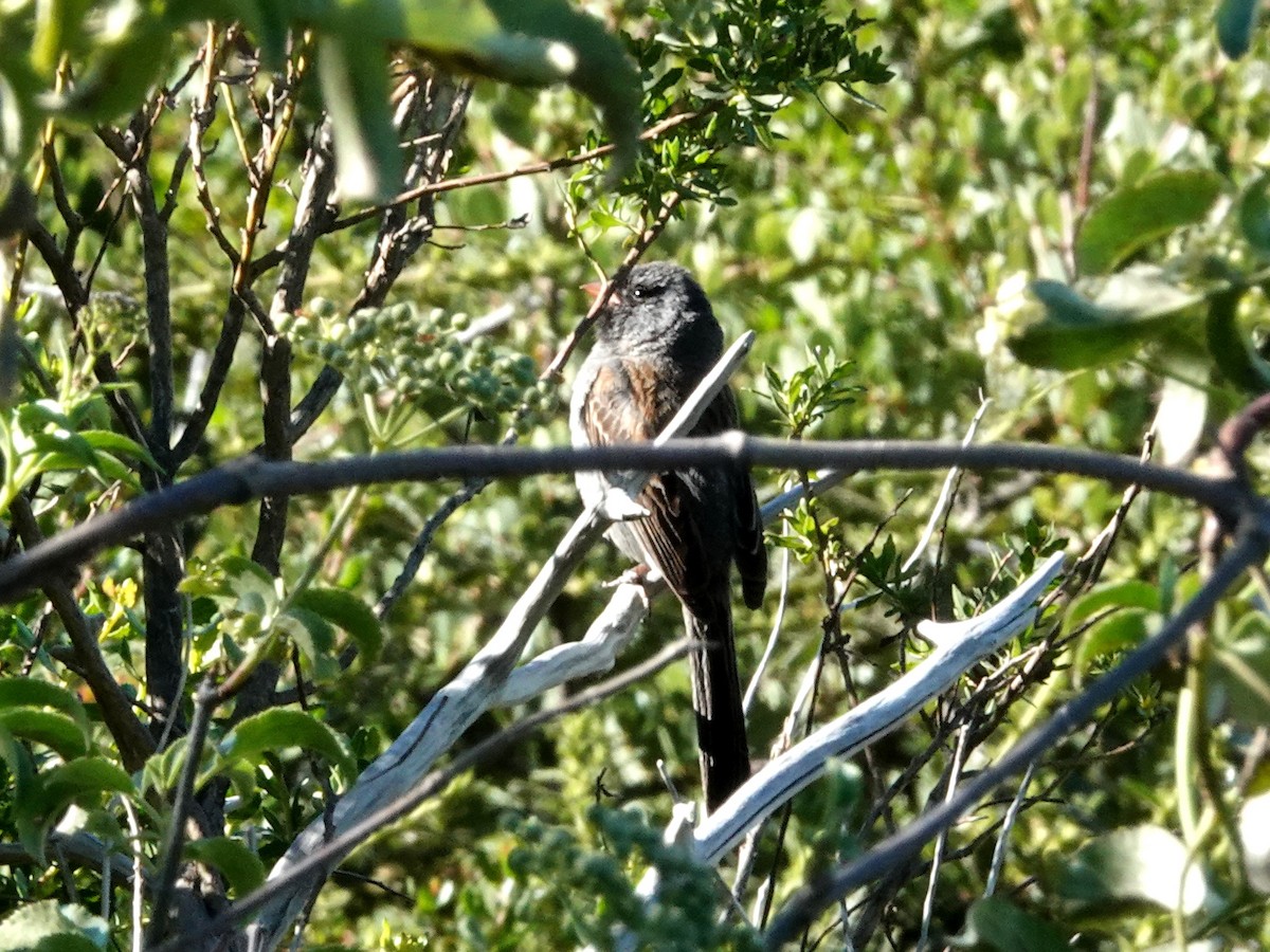 Black-chinned Sparrow - Norman Uyeda