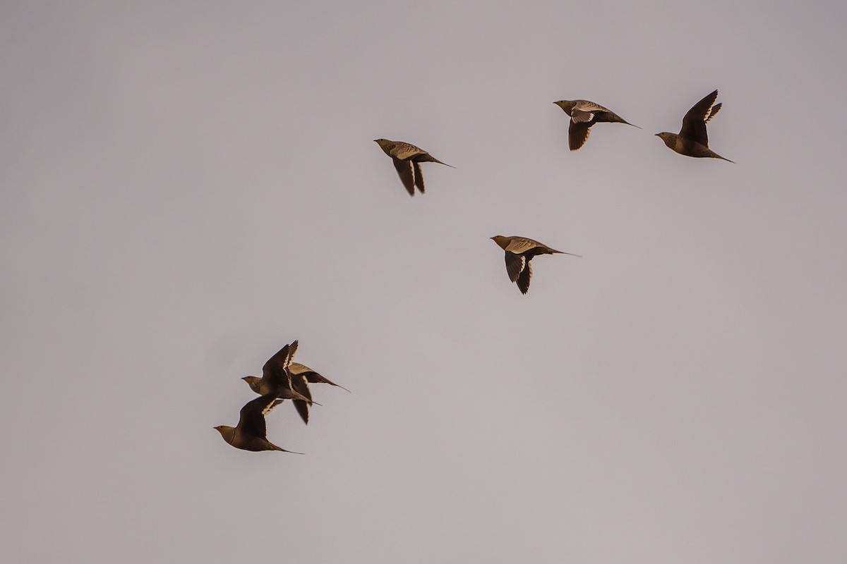 Chestnut-bellied Sandgrouse - ML620499199