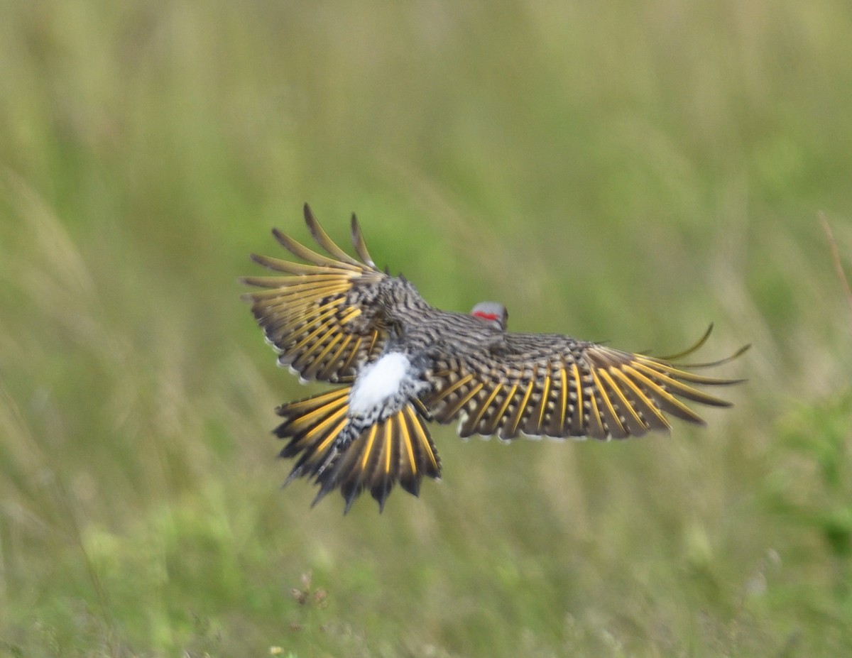 Northern Flicker - ML620499201