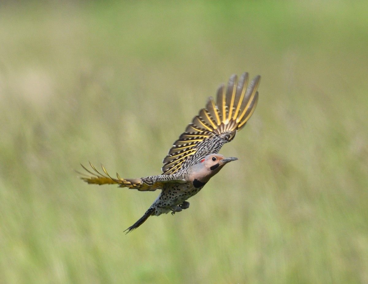 Northern Flicker - ML620499203