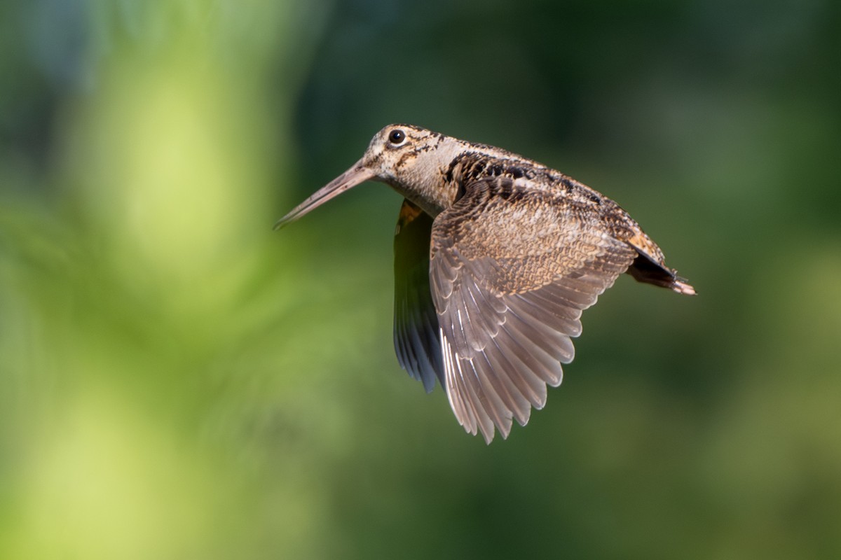 American Woodcock - ML620499204