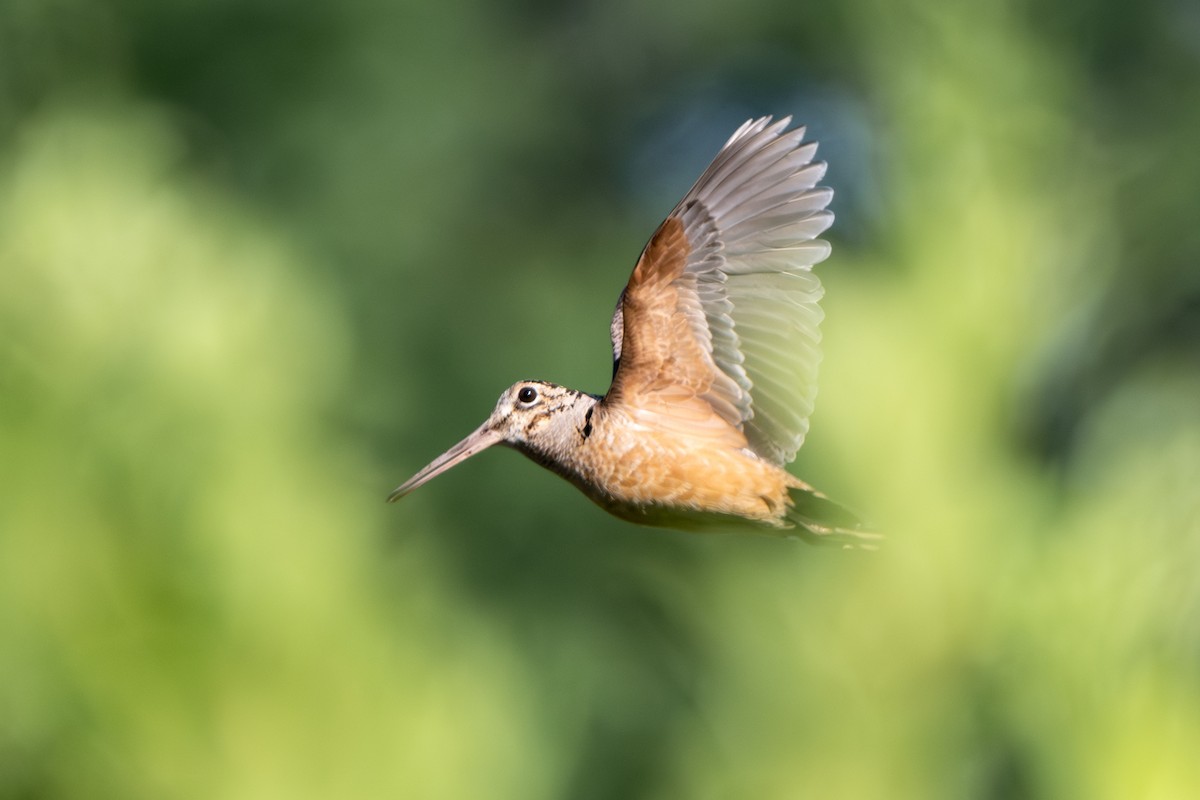 American Woodcock - ML620499208