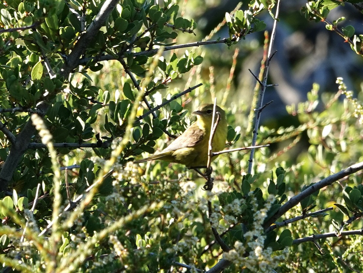 Orange-crowned Warbler - ML620499212