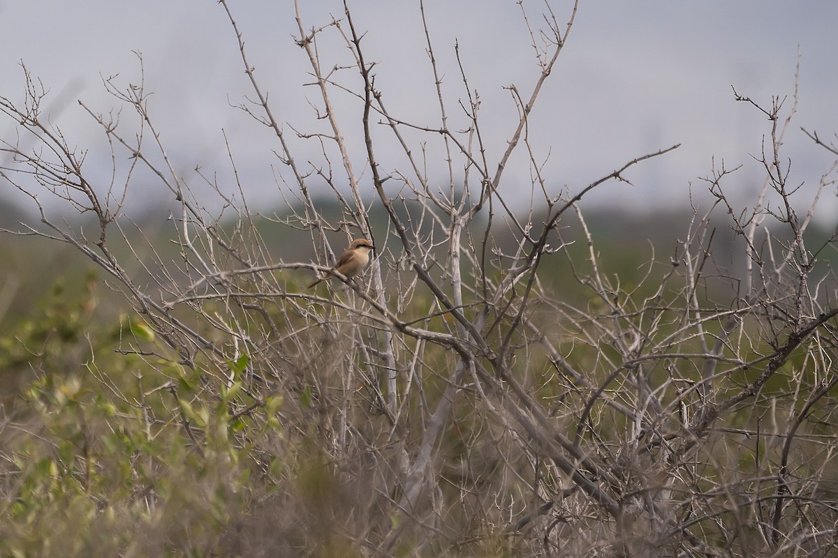 Isabelline Shrike - ML620499214