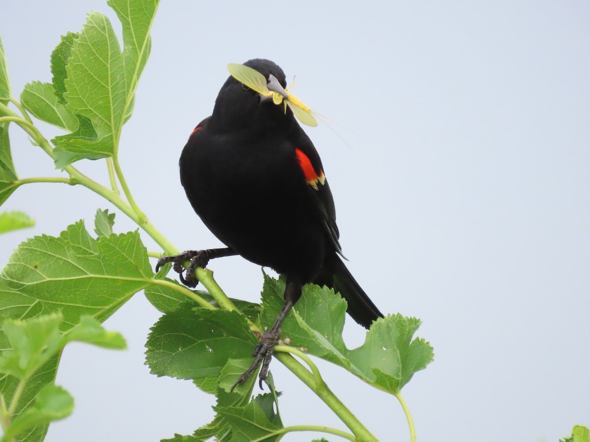Red-winged Blackbird - ML620499215
