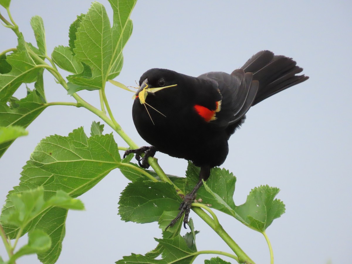 Red-winged Blackbird - ML620499216