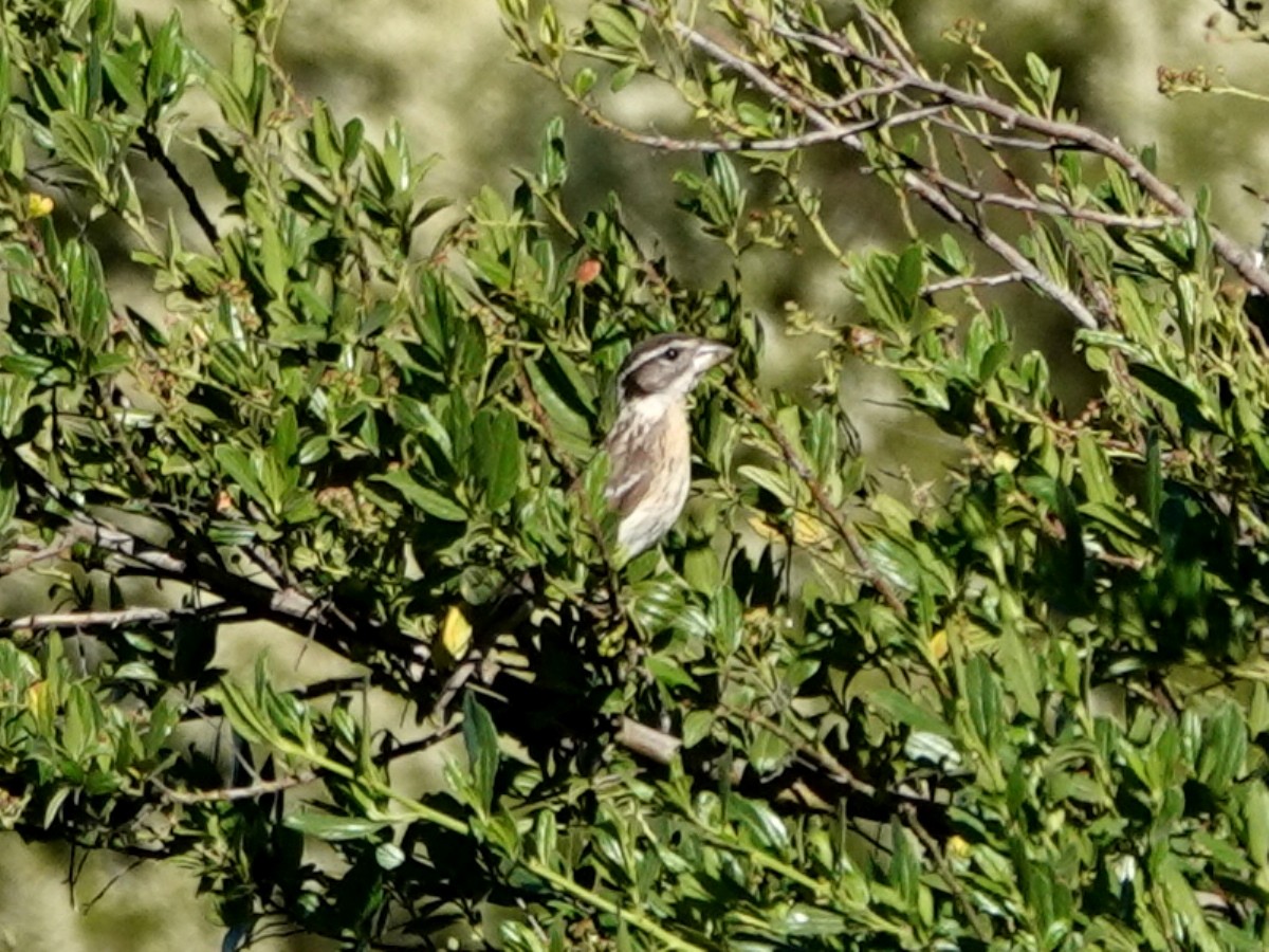 Black-headed Grosbeak - ML620499226