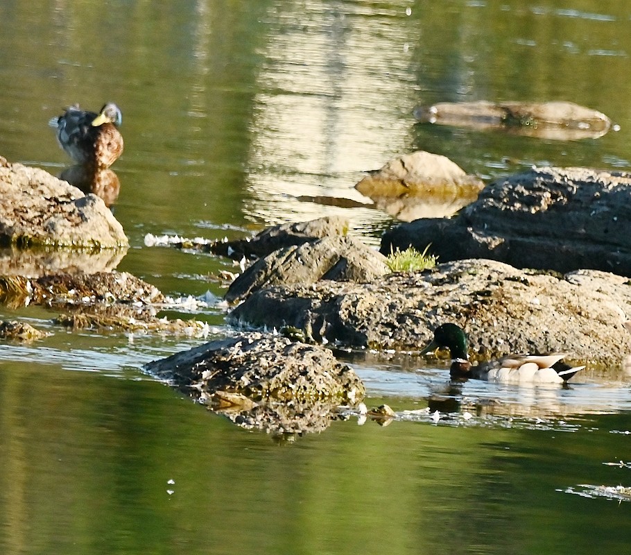 Canard colvert - ML620499236