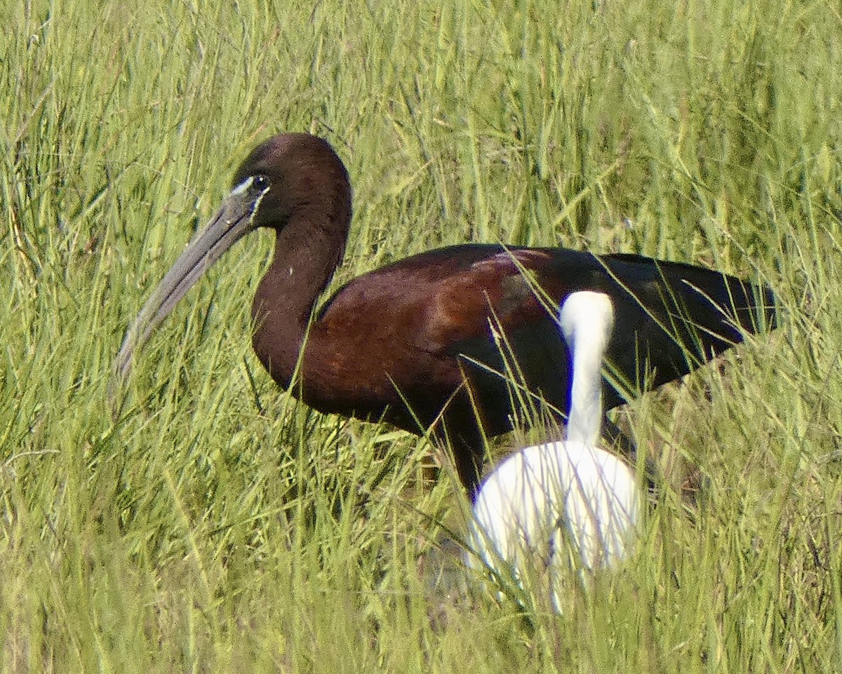 Glossy Ibis - Anthony Albrecht