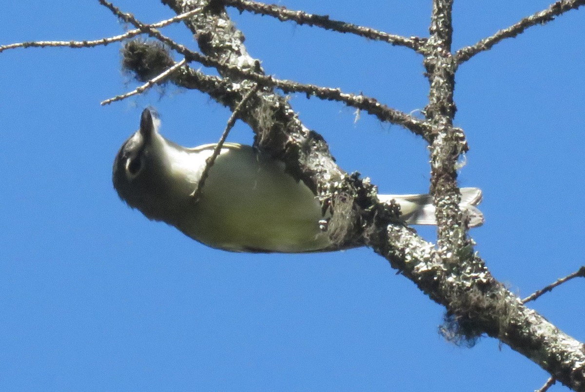 Cassin's Vireo - ML620499245