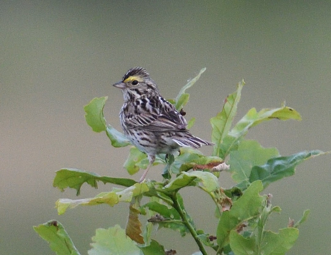 Savannah Sparrow - ML620499246