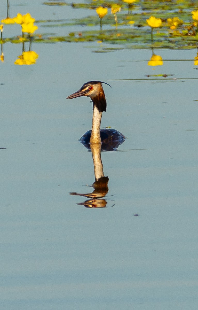 Great Crested Grebe - ML620499248