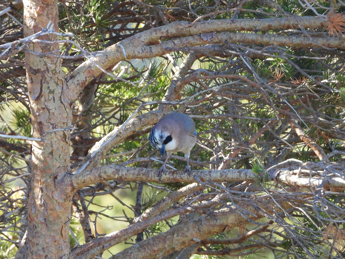 Eurasian Jay - ML620499253