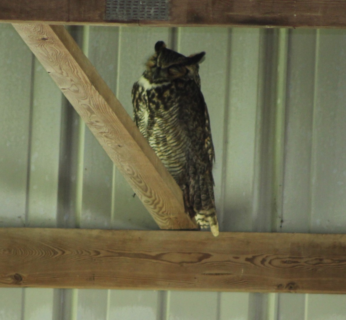 Great Horned Owl - Dan McGraw