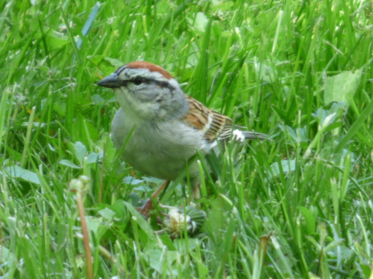 Chipping Sparrow - ML620499258