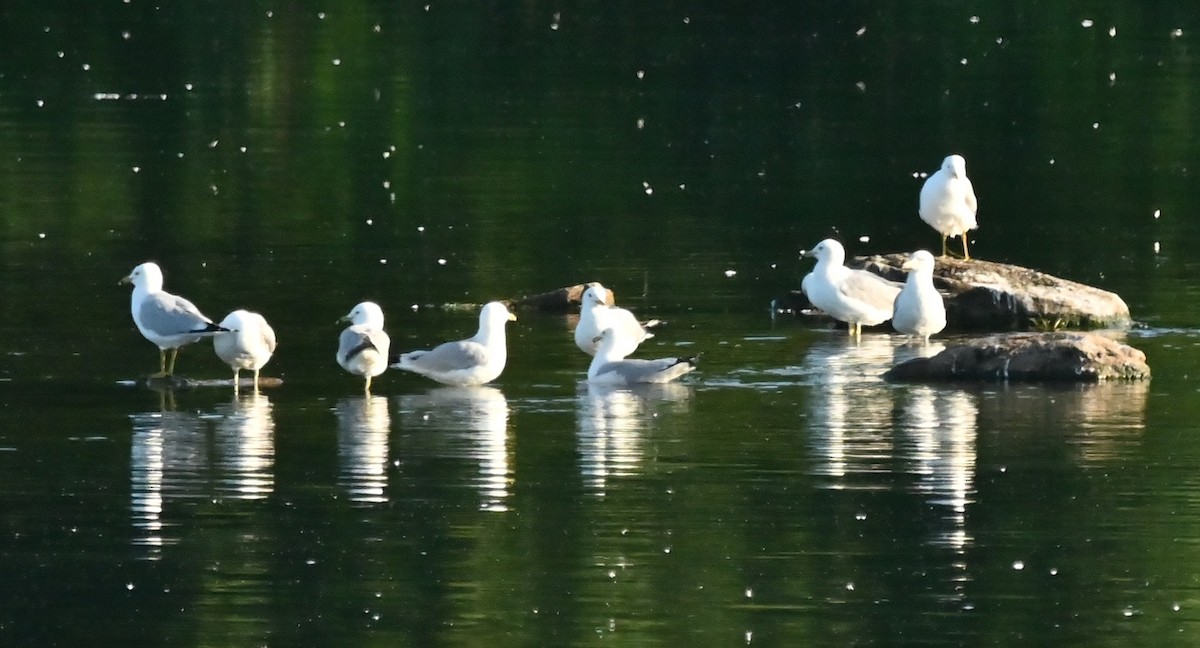 Ring-billed Gull - ML620499261