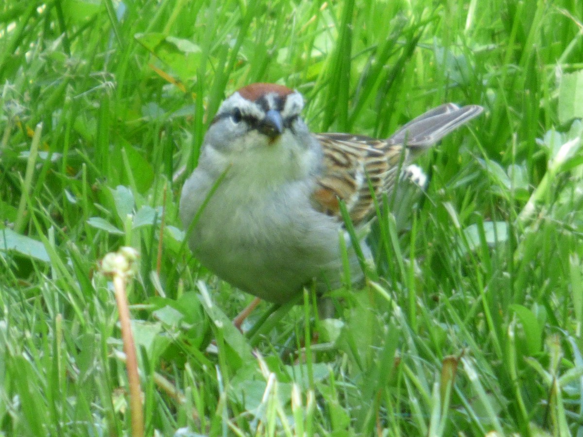 Chipping Sparrow - ML620499270