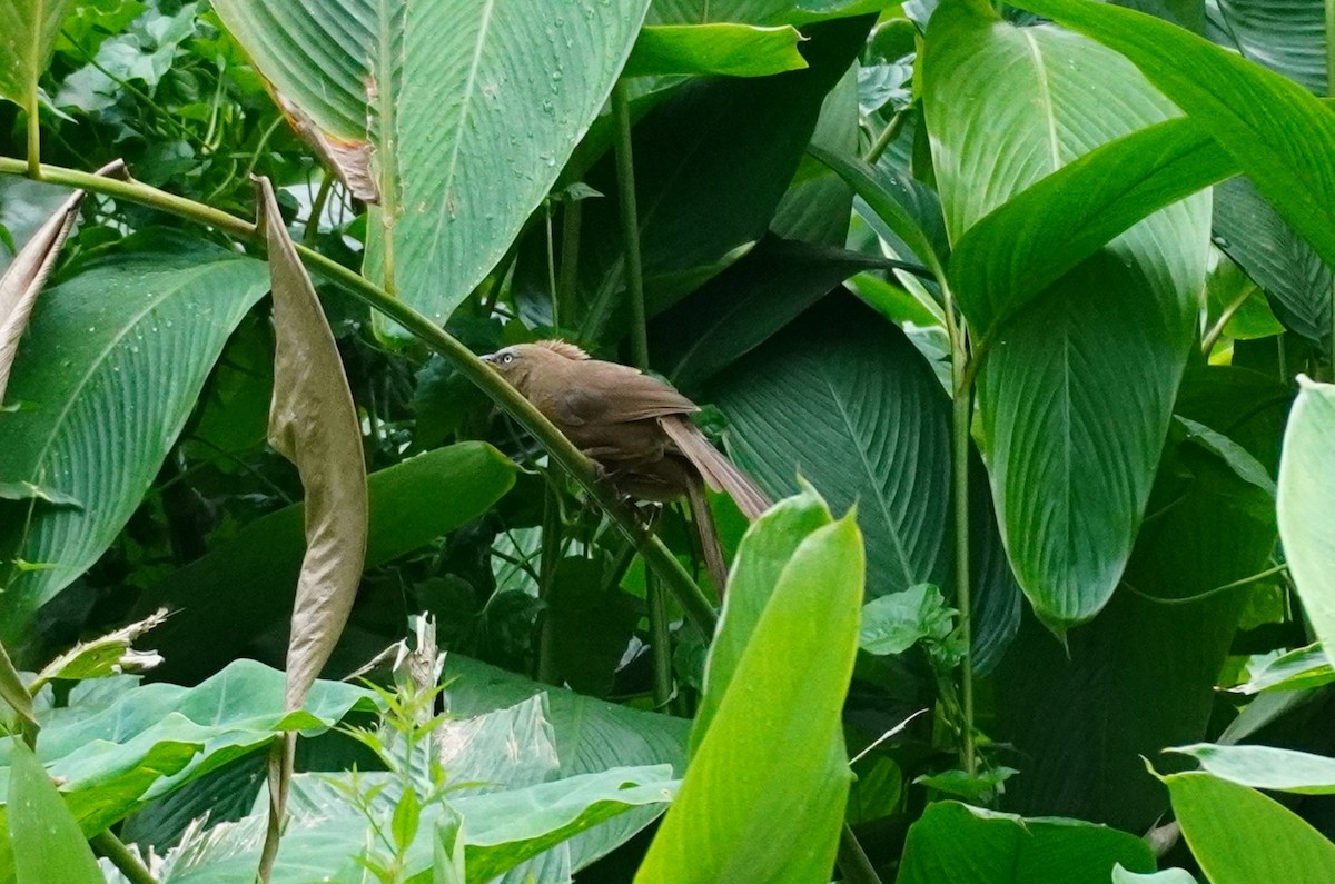 Rufous Babbler - ML620499271