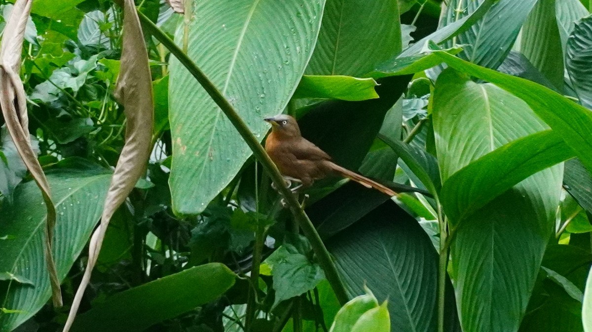 Rufous Babbler - ML620499272