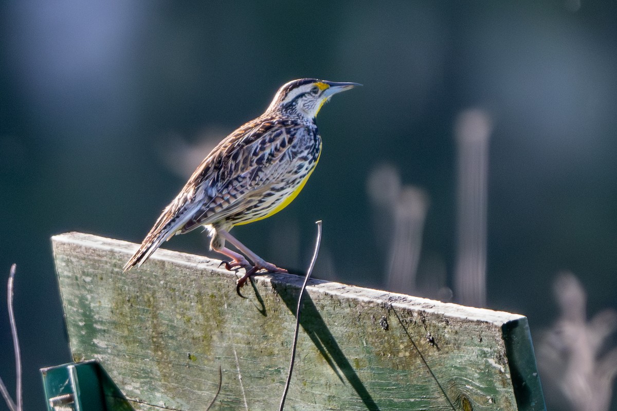 Eastern Meadowlark - ML620499273